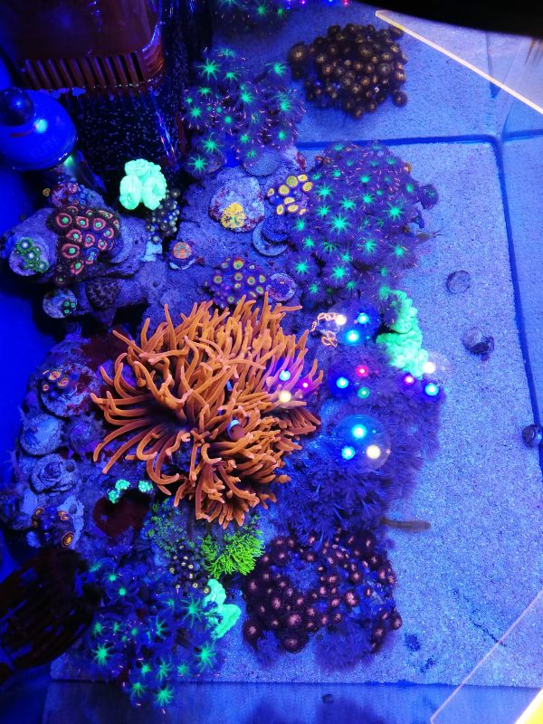 Coralnerds