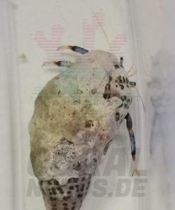 Einsiedlerkrebs - Calcinus/ Clibanarius sp
