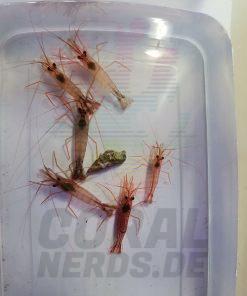 coralnerds