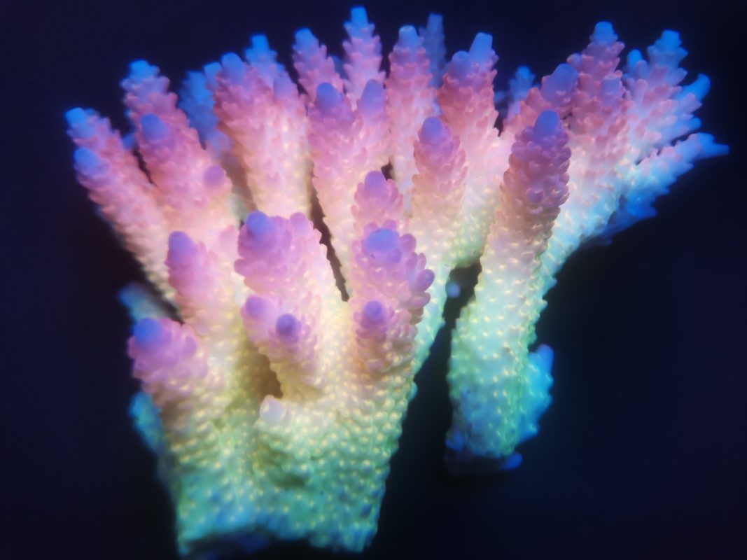 coralnerds