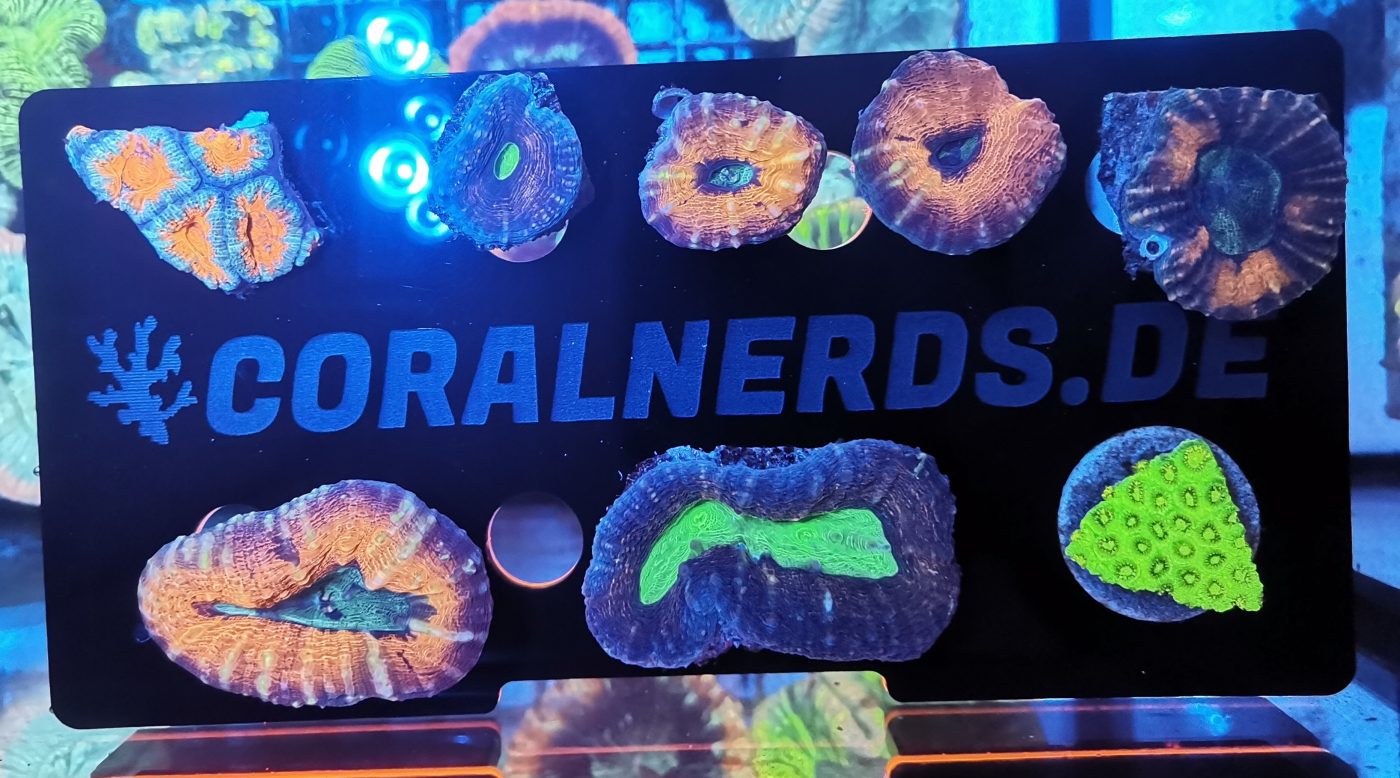 Coralnerds
