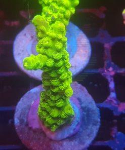 Green Slimer Acropora - M